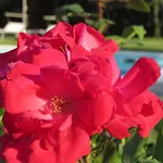 Bed & Breakfast Il Gelso Di Barcuzzi