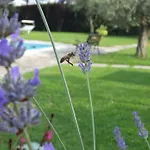 Il Gelso Di Barcuzzi * Lonato