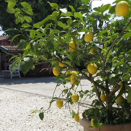 Il Gelso Di Barcuzzi * Lonato