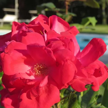 Bed and Breakfast Il Gelso Di Barcuzzi