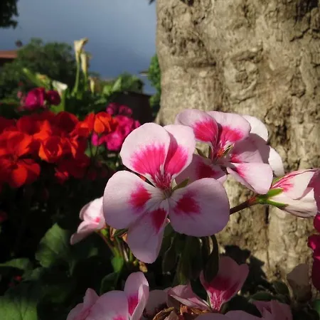Panzió Il Gelso Di Barcuzzi *